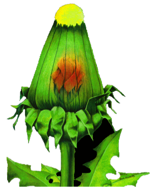 dandelion flower image